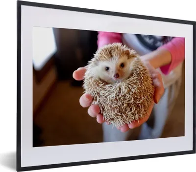 Produktbild von MuchoWow® MuchoWow® Gerahmtes Poster Igel wird gehalten 40x30 cm - Poster mit zchwarzem Bilderrahmen - Bilderrahmen - Poster im Rahmen