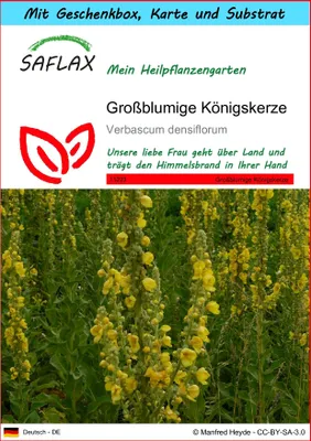 Produktbild von SAFLAX Geschenk Set - Großblumige Königskerze - Verbascum densiflorum - 500 Samen - Mit Geschenkbox, Versandaufkleber, Geschenkkarte und Anzuchtsubstrat