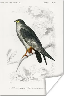 Produktbild von MuchoWow® Poster Vogel - Jahrgang - Falke 80x120 cm - Papierdruck