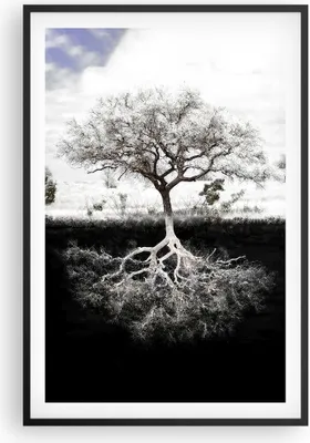 Produktbild von Gerahmtes Poster - Schwarzer Rahmen - Baum die Wurzeln Reflexion - 61x91,5 cm - Wand Bild - Wanddeko - Wandbilder - Kunstposter - Wandposter - Bilderrahmen - Bilder - Kunstdruck - P2BPA61x91-5152