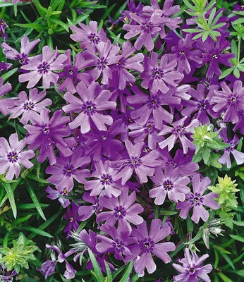 Produktbild von BALDUR Garten 4er Winterharter Bodendecker Phlox-Mix Flowers of the Sea, Pflanzen im 9x9 cm-Topf, Polsterphlox Polster-Flammenblume Polsterstauden Teppichphlox mehrjährig, Phlox subulata