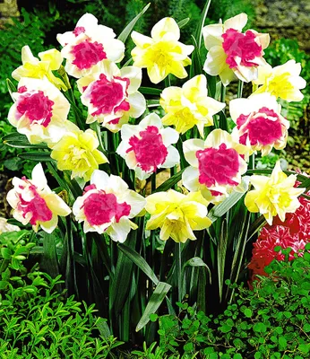 Produktbild von BALDUR Garten 10er Narzissen 'Double Duo Mix', Zwiebeln, Zwiebelumfang 12-14 cm, Narcissus, Osterglocken, Blumenzwiebeln, pflegeleicht, Wasserbedarf gering, blühend, Schnittblume