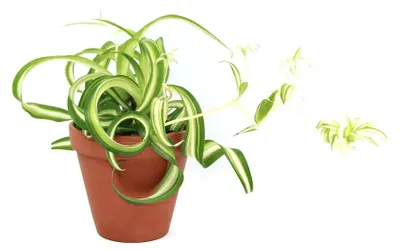 Obrázok produktu pre Gardners Chlorophytum Comosum Bonnie, priemer 11-12 cm