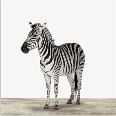 Produktbild von MuchoWow® Poster Zebra - Mädchen - Tiere - Kinder - Jungen 100x100 cm - Babyzimmer
