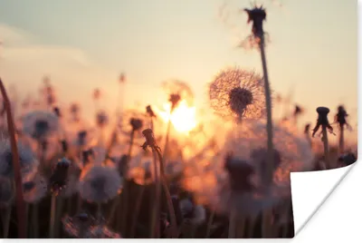 Produktbild von MuchoWow® Poster Löwenzahn - Sonnenuntergang - Frühling 60x40 cm - Schlafzimmerdekoration