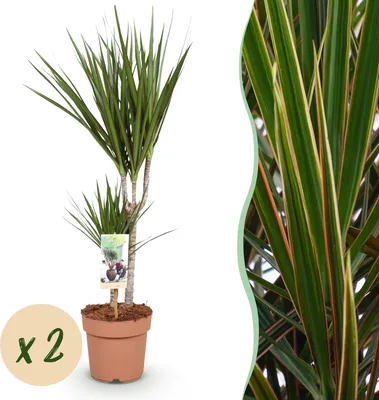 Produktbild von Green boutiQ - Zimmerpflanzen - Dracaena Marginata - Drachenblutbaum - Wenig Pflege - Grün - 2 Pflanzen - Topf 17cm - Höhe 70-80cm