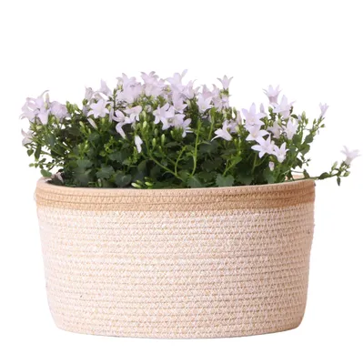 Immagine prodotto di Campanula Addenda Ambella bianca - ciotola in cotone con Campanula con sistema di irrigazione - 3 pezzi - campanula bianca - dimensione vaso 12cm - interno ed esterno