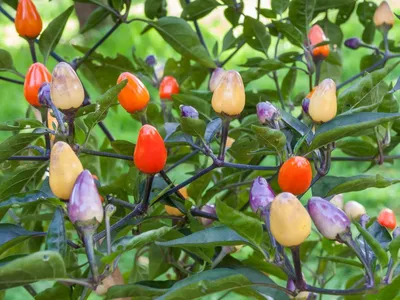 Immagine prodotto di Peperoncino - Lila Luzi