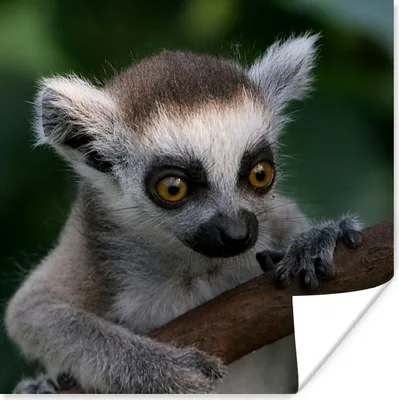 Produktbild von MuchoWow® Poster Tier - Zweig - Ringschwanzlemur 50x50 cm - Wohnzimmerdekoration