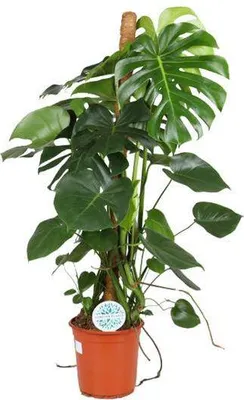 Obrázok produktu pre Krásna listová rastlina Monstera Deliciosa, izbová rastlina, Ø24cm, 105cm