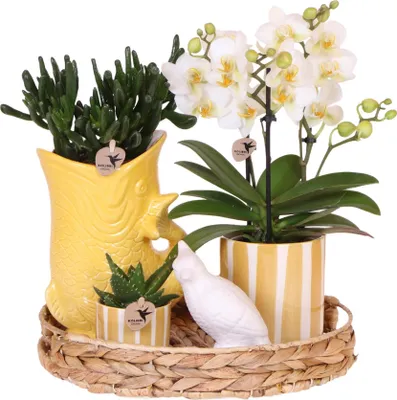 Obrázek produktu pro Dárková sada „Mediterranean Sunset“ – sada rostlin s bílou orchidejí Lausanne a 2