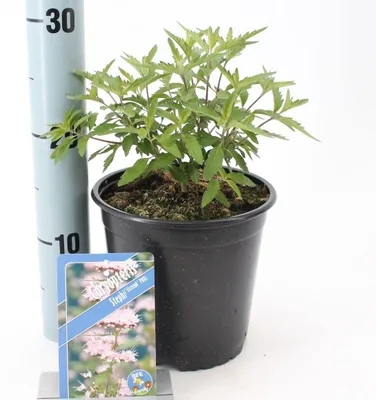 Immagine prodotto di Caryopteris Stephi ('Lissteph'PBR) - Caryopteris  | 30-40 cm in vaso