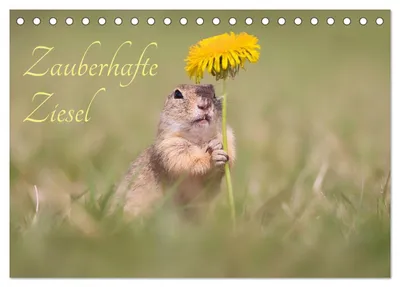 Produktbild von Zauberhafte Ziesel (Tischkalender 2027 DIN A5 quer), CALVENDO Monatskalender
