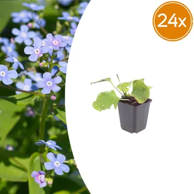 Zdjęcie produktu dla Brunnera macrophylla | 24 sztuki - 10-25cm - Ø9cm - Roślina ogrodowa