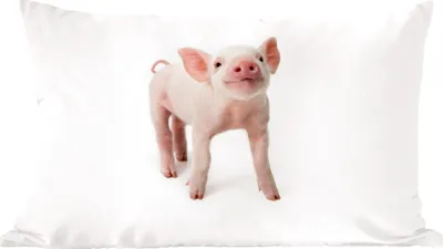 Produktbild von MuchoWow® Zierkissen Sofakissen Wohnzimmer Dekokissen 50x30 cm Schwein - Tiere - Weiß - Wohnzimmerdekoration - Polster mit Photo