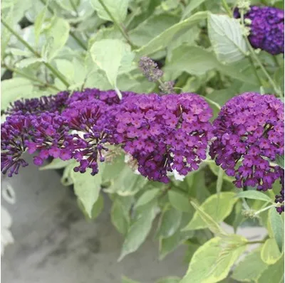 Obrázek produktu pro Motýlí keř, komule Davidova FloraSelf Buddleja davidii 60-80 cm květináč 3 l