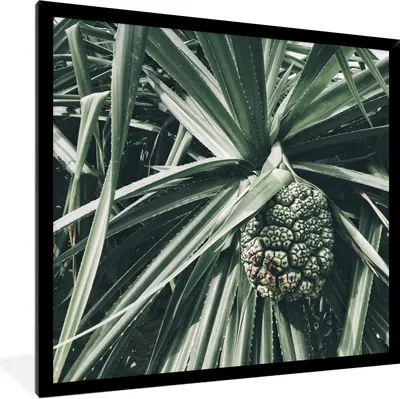 Produktbild von MuchoWow® Gerahmtes Poster Kaktus - Tropisch - Grün 40x40 cm - Poster mit Schwarzem Bilderrahmen Wandposter Rahmen Foto Bilder - Mit Rahmen - Wanddekoration Schlafzimmer