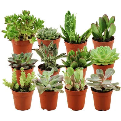 Produktbild von Zynesflora Mini Sukkulenten Mix im Ø 5.5 cm Pflanzentopf - 12 Stück - Succulenten Fettpflanzen Zimmerpflanze Kakteen Kaktus - Höhe: 5-10 cm