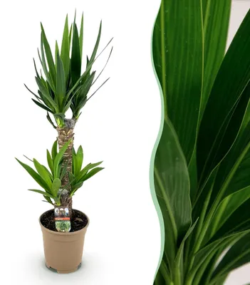 Image de Yucca Elephantipes, plante idéale pour l'intérieur