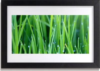 Produktbild von Bild 30x20 MDF-Rahmen Wandkunst Gras Natur Pflanze Tropfen