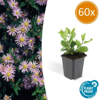 Produktbild von Aster ageratoides 'Asran' | 60 Stücke - 10-25cm - Ø9cm - Gartenpflanze