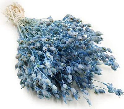 Produktbild von Aufgeblasenes Leimkraut - (Silene) - Blau