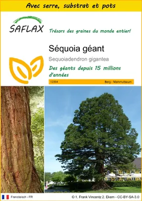 Image de SAFLAX Ensemble de culture - Séquoia géant - 50 graines - Sequoiadendron