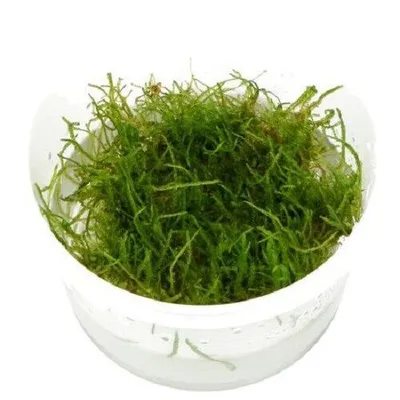 Produktbild von Taxiphyllum barbieri in-Vitro