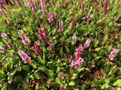 Zdjęcie produktu dla 6 x Persicaria aff. 'Kabouter' - Rdestowiec ostrokończysty - doniczka 9x9 cm