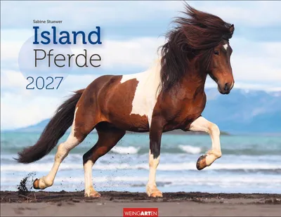 Produktbild von Islandpferde Wandkalender 2027 – Monatskalender mit 12 Motiven, 44 x 34 cm