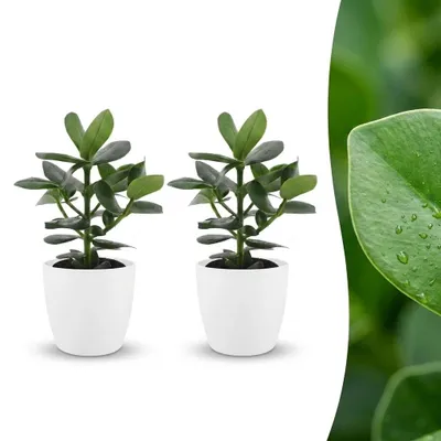 Produktbild von Green boutiQ - Clusia Princess - Clusia - 2 Pflanzen - mit Weißem Topf - Topf 12cm - Höhe - 40cm