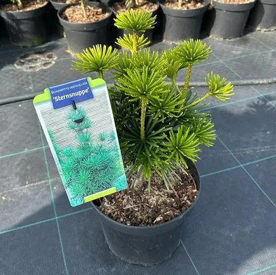 Produktbild von Sciadopitys verticillata 'Sternsnuppe' - Zwerg-Schirmtanne | 30-40 cm im topf