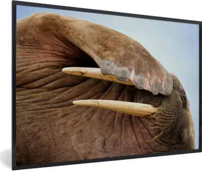 Produktbild von MuchoWow® MuchoWow® Gerahmtes Poster Walross - Tiere - Nahaufnahme 90x60 cm - Poster mit zchwarzem Bilderrahmen - Fotorahmen - Foto-Plakat