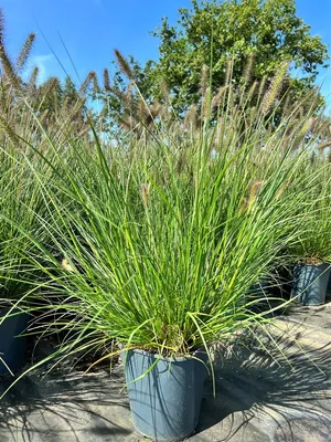 Zdjęcie produktu dla Pennisetum alopecuroides 'Hameln', Lampenputzergras, ok. 3-5 L Pojemnik
