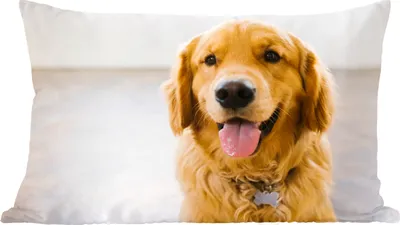 Produktbild von MuchoWow® Zierkissen Sofakissen Wohnzimmer Dekokissen 50x30 cm Porträt eines superschönen Golden Retrievers - Wohnzimmerdekoration - Polster mit Photo