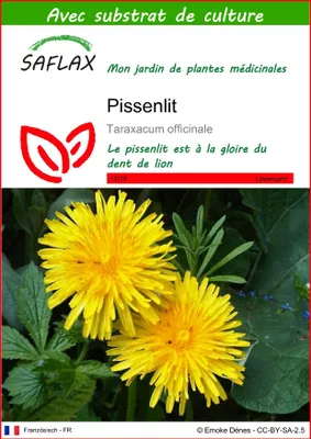 Image de SAFLAX  - Pissenlit - 200 graines - Avec substrat - Taraxacum