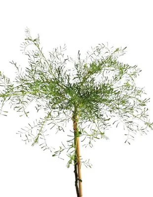 Image de Caragana arborescens 'Walker' Arbuste à pois haute tige 125 - 150 cm