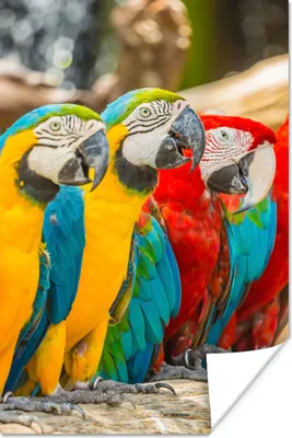 Produktbild von MuchoWow® Poster Vögel - Papagei - Tropisch - Natur 120x180 cm - Kunstposter