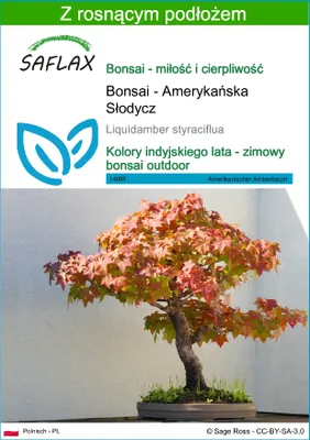 Zdjęcie produktu dla SAFLAX - Bonsai - Amerykańska Słodycz - 100 Nasiona - Z podłożem uprawowym wolnym od zarazków - Liquidamber styraciflua