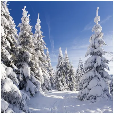 Produktbild von Wallario Wandbild aus Acryl, 50 x 50 cm, freischwebende Optik - Wanderweg im Schnee