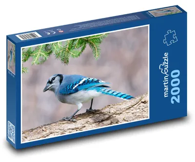 Zdjęcie produktu dla martinpuzzle - Puzzle 2000 - Sojka złotogłowa