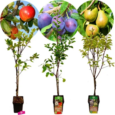 Three potted fruit trees, each with a circular image above showing the fruit they produce.