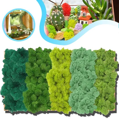 Produktbild von Islandmoos zum Basteln, Moos in 5 versch 200g für Moosbilder, Kunstmoos