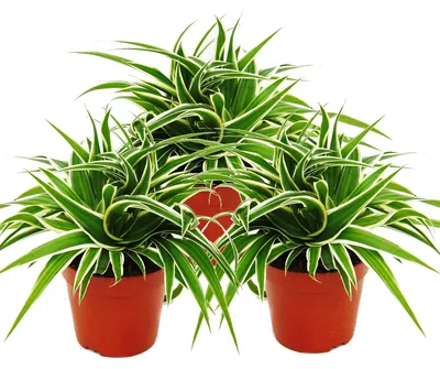 Produktbild von Chlorophytum 12 cm, 3er-Set, hellgrün