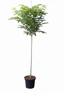 Produktbild von Walnussbaum - Hochstamm | Juglans regia | 170–180 cm | Stammhöhe 120 cm