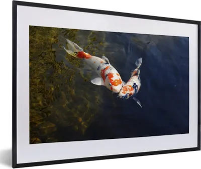 Produktbild von MuchoWow® Gerahmtes Poster Zwei Koi-Karpfen im Wasser 60x40 cm - Poster mit Schwarzem Bilderrahmen Wandposter Rahmen Foto Bilder - Schlafzimmer - Plakat in Rahmen - Drucken