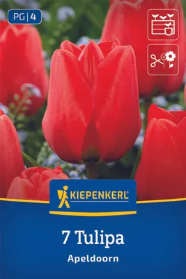 Produktbild von Kiepenkerl Darwin-Hybrid-Tulpe Apeldoorn Tulipa hybrids 7 Zwiebeln