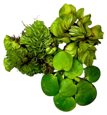 Produktbild von Set mit Schwimmpflanzen – Salvinia auriculata, Limnobium laevigatum, Salvinia minima – für Miniteich, Teich und Aquarium