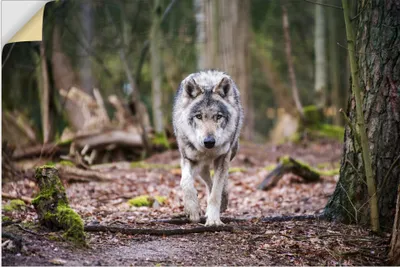 Produktbild von ARTland Wandbild, selbstklebend Der Wolf auf wilden Pfaden der Natur Größe: 120x80 cm