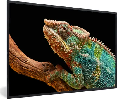 Produktbild von MuchoWow® MuchoWow® Gerahmtes Poster Chamäleon auf einem Ast 30x20 cm - Poster mit zchwarzem Bilderrahmen - Kunstdruck - Bild-Poster